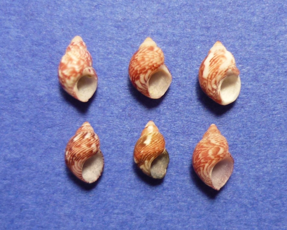 Tricolia pullus